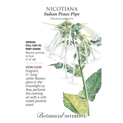 Departments - NICOTIANA INDIAN PEACE PIPE