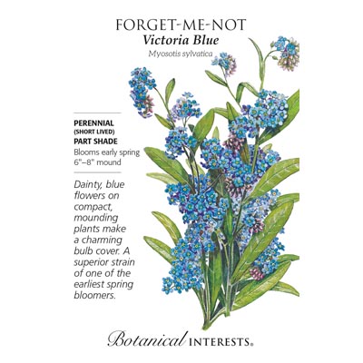 FORGET-ME-NOT VICTORIA BLUE