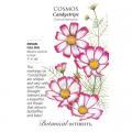 COSMOS CANDYSTRIPE