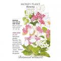 MONEY PLANT HONESTY