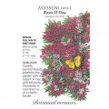 ALYSSUM SWEET ROSIE O'DAY