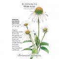 ECHINACEA WHITE SWAN