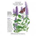 HYSSOP ANISE