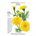 MARIGOLD AFRICAN PHYLLIS YELLOW