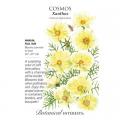 COSMOS XANTHOS