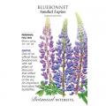 BLUEBONNET SUNDIAL LUPINE