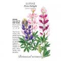 LUPINE PIXIE DELIGHT