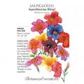 SALPIGLOSSIS SUPERBISSIMA BLEND
