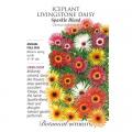 ICEPLANT/LIVINGSTONE DAISY SPARK