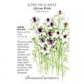 LOVE-IN-A-MIST AFRICAN BRIDE