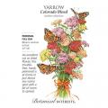 YARROW COLORADO BLEND