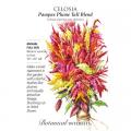 CELOSIA PAMPAS PLUME BLEND