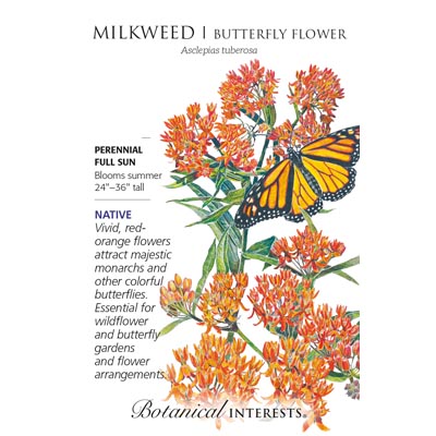 MILKWEED BUTTERFLY FLOWER