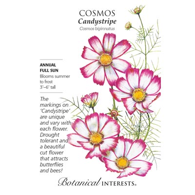 COSMOS CANDYSTRIPE