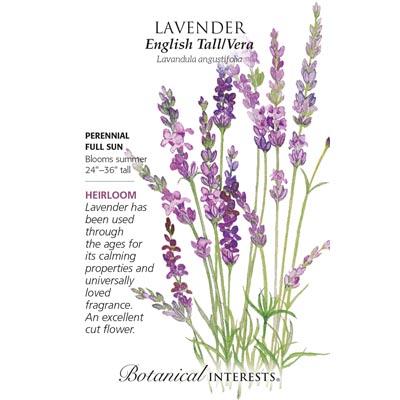 LAVENDER TALL ENGLISH VERA