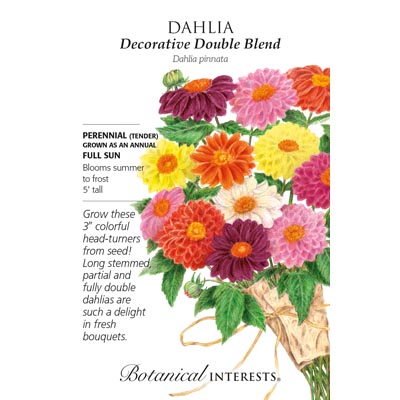 DAHLIA DECORATIVE DOUBLE BLEND