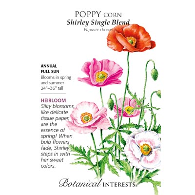 POPPY CORN SHIRLEY SINGLE BLEND