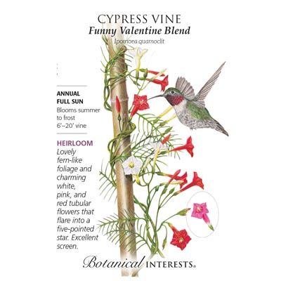 CYPRESS VINE BLEND