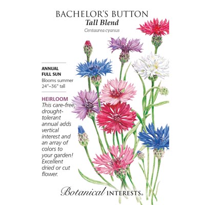 BACHELOR BUTTON TALL BLEND