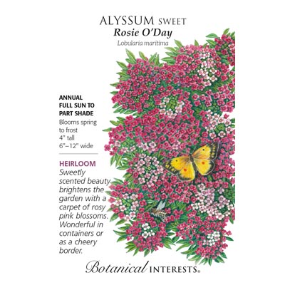 ALYSSUM SWEET ROSIE O'DAY