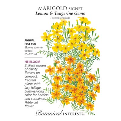 MARIGOLD SIGNET GEM LEMON/TANG