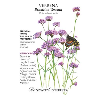 VERBENA BRAZILIAN VERVAIN