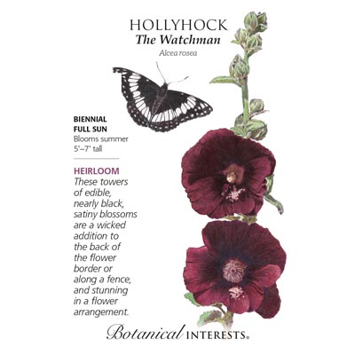 HOLLYHOCK THE WATCHMAN