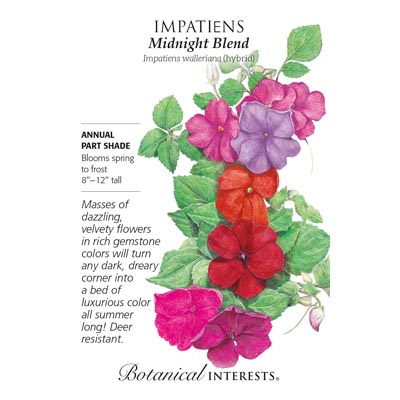 IMPATIENS MIDNIGHT BLEND HYBRID