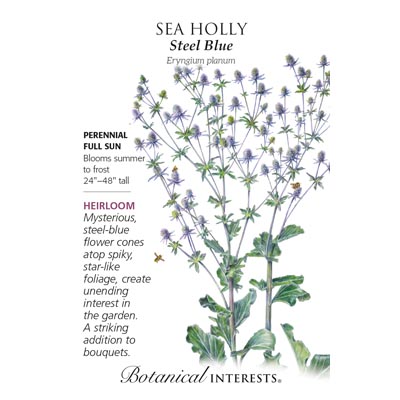 SEA HOLLY STEEL BLUE