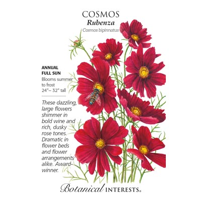 COSMOS RUBENZA