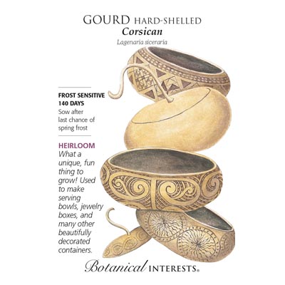 GOURD HARD-SHELLED CORSICAN