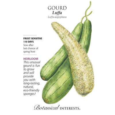 GOURD LUFFA