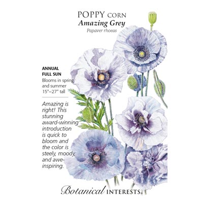 POPPY CORN AMAZING GREY