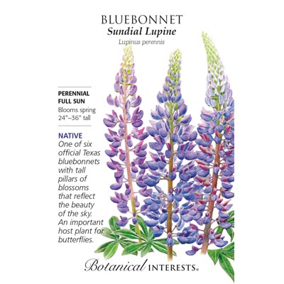 BLUEBONNET SUNDIAL LUPINE