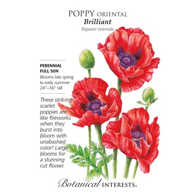 POPPY ORIENTAL BRILLIANT