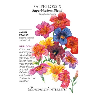 SALPIGLOSSIS SUPERBISSIMA BLEND