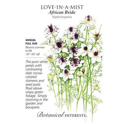 LOVE-IN-A-MIST AFRICAN BRIDE