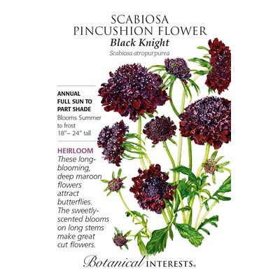 SCABIOSA BLACK KNIGHT