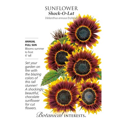 SUNFLOWER SHOCK O LAT