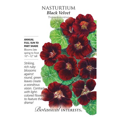 NASTURTIUM BLACK VELVET