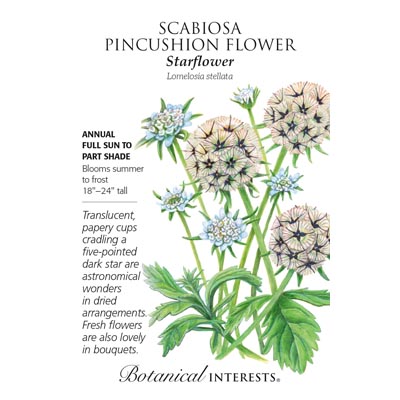 SCABIOSA STARFLOWER