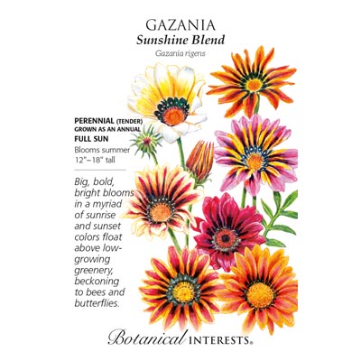 GAZANIA SUNSHINE BLEND