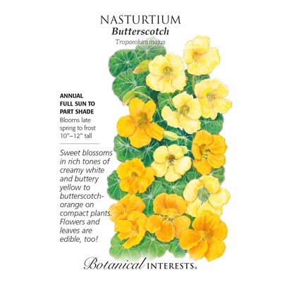 NASTURTIUM BUTTERSCOTCH