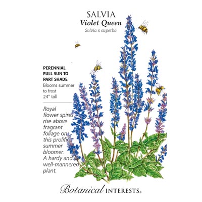SALVIA VIOLET QUEEN