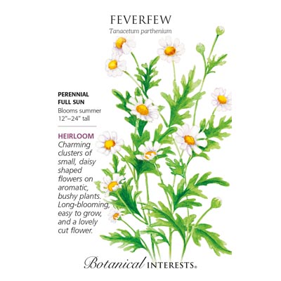 FEVERFEW