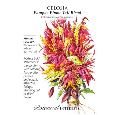 CELOSIA PAMPAS PLUME BLEND