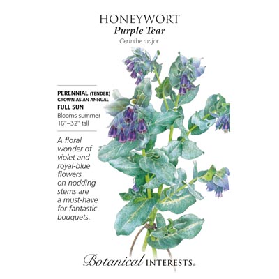 HONEYWORT PURPLE TEAR