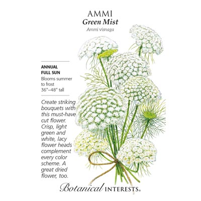 AMMI GREEN MIST