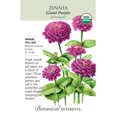 ZINNIA GIANT PURPLE ORG