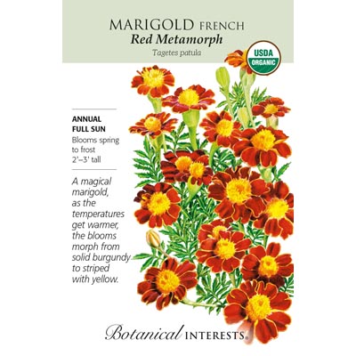 MARIGOLD FRENCH RED METAMRPH ORG